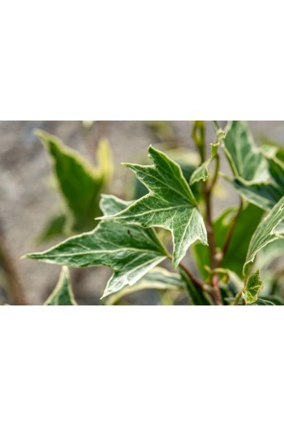Hedera helix `White Ripple` 